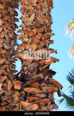 Close up of the tree trunk of a Mexican Fan Palm in Arizona Stock Photo