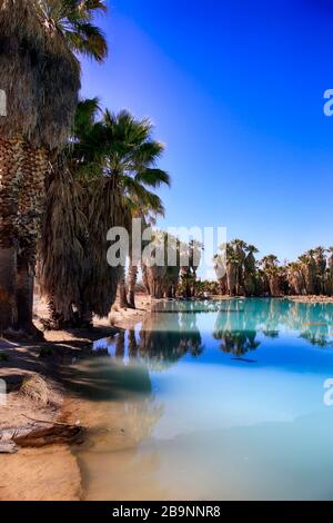 Blue waters and palm trees at Agua Caliente Park, an oasis in the Arizonan desert NE of Tucson Stock Photo