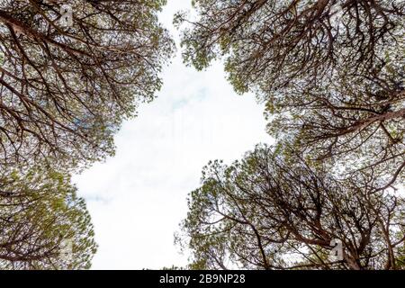 The sky seen between the tops of the pine trees Stock Photo