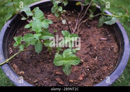 Mint leaves or Mentha plant growing branches in pot Oragnic terrace lawn or Kitchen gardening Stock Photo
