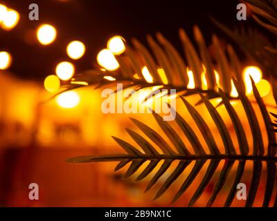 Fern palm leaf tree on an evening restaurant beach cafe with blur bokeh on background. Abstract texture backdrop. Ecology and environment concept. Vin Stock Photo