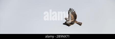 Adult Booted Eagle dark morph, the booted eagle (Hieraaetus pennatus, also classified as Aquila pennata) is a medium-sized mostly migratory bird of pr Stock Photo