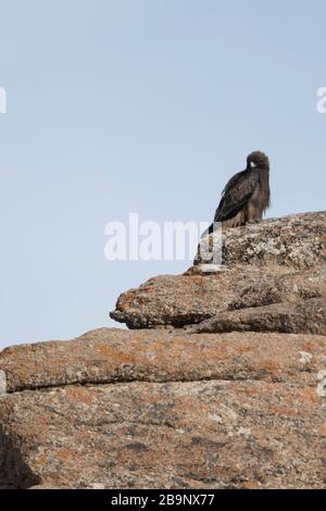 Adult Booted Eagle dark morph resting on a rock, the booted eagle (Hieraaetus pennatus, also classified as Aquila pennata) is a medium-sized mostly mi Stock Photo