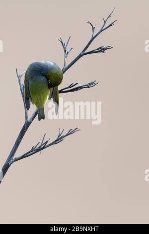 Silver eye preening on a dry branch at Bushy beach in New Zealand. Bushy Beach Scenic Reserve is the last remaining in the area, dominated by hebe, ng Stock Photo