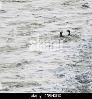 Yellow-eyed penguin couple in the water fluttering and squawking each other at Bushy beach in New Zealand. Bushy Beach Scenic Reserve is the last rema Stock Photo