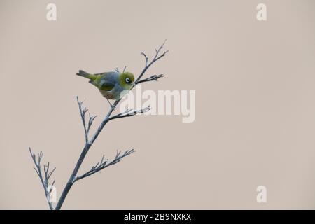 Silvereye on a dry branch at Bushy beach in New Zealand. Bushy Beach Scenic Reserve is the last remaining in the area, dominated by hebe, ngaio, mahoe Stock Photo
