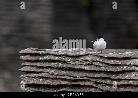 Active tern of the white-fronted tern colony at Pancake rocks, New Zealand. Punakaiki is a small community on the West Coast of the South Island of Ne Stock Photo