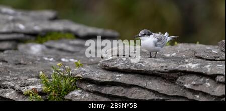 Active juvenile tern of the white-fronted tern colony at Pancake rocks, New Zealand. Punakaiki is a small community on the West Coast of the South Isl Stock Photo