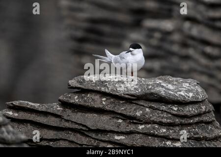 Active tern of the white-fronted tern colony at Pancake rocks, New Zealand. Punakaiki is a small community on the West Coast of the South Island of Ne Stock Photo
