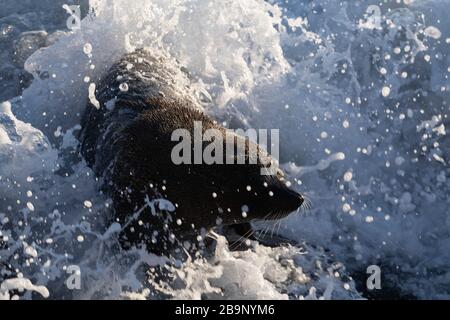 New Zealand fur seal active on the rocks splashed by sea water during a sunny sunrise at Shag Point, New Zealand. There is a full colony of 'kekeno', Stock Photo