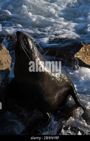New Zealand fur seal active on the rocks during a sunny sunrise at Shag Point, New Zealand. There is a full colony of 'kekeno', the name given by the Stock Photo