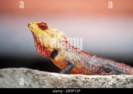 Common green forest Calotes lizard male in Sri Lanka close up Stock Photo