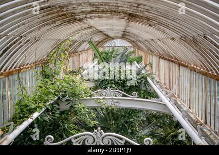 The roof of the Victorian Palm House, Kew Gardens. Arched, iron framed, glasshouse ceiling with plants growing towards it. Built 1844-1848. Stock Photo