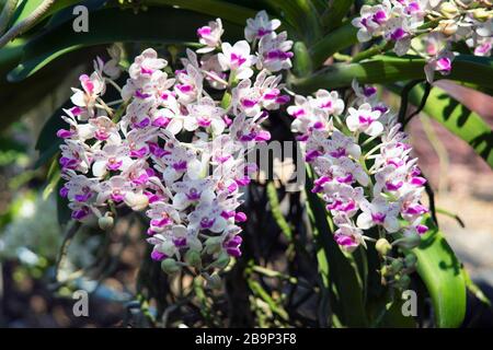 Blooming rhynchostylis gigantea bouquet in nature light. Stock Photo