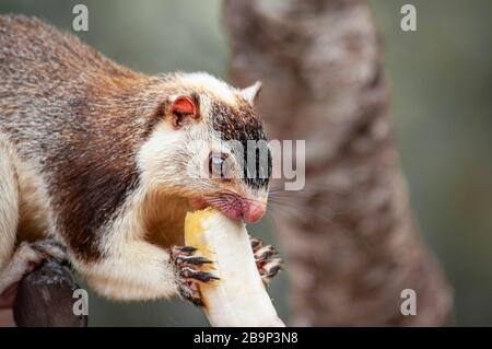 Grizzled giant squirrel Ratufa macroura eating banana on a tree Stock Photo