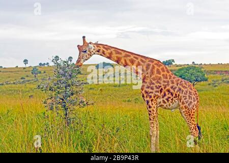 Rothchild's Giraffe eating in Murchison Falls National Park in Uganda Stock Photo