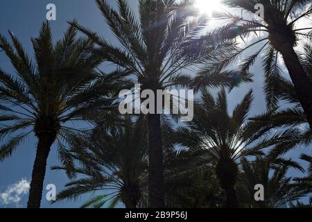 Sunlight filters through the leaves of palm trees in Tampa, Florida, USA. Stock Photo