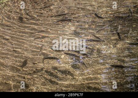 High angle view of a crystal clear lake with small fish swimming in it under the sunlight Stock Photo