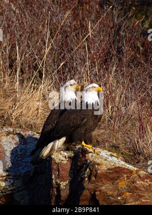 Two Adult Bald Eagles Perched on Rock Stock Photo