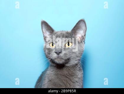 Portrait of an adorable blue grey kitten, Chartreux, with vibrant yellow eyes looking slightly to viewers left. Blue background with copy space. Stock Photo