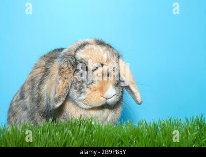 Profile Portrait of a small calico lop eared bunny rabbit in green grass with blue background, looking to viewers right. Stock Photo