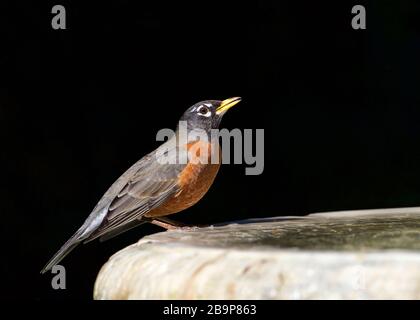 one American Robin perched on a bird bath, drinking water. The American robin (Turdus migratorius) is a migratory songbird of the thrush family. Stock Photo