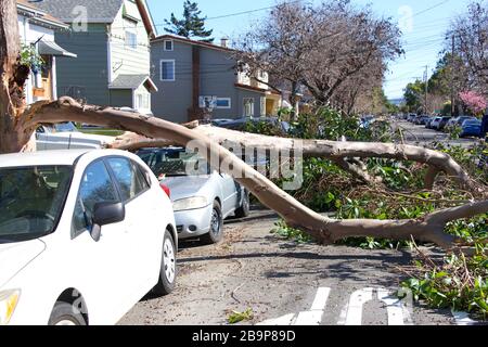 Large tree uprooted from sidewalk from high wind velocity. Laying across lanes of traffic, blocking the roadway. falling on top of car shattering wind Stock Photo