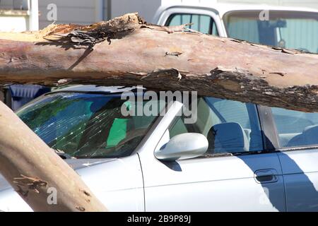 Large tree uprooted from sidewalk from high wind velocity. Laying across lanes of traffic, blocking the roadway. falling on top of car shattering wind Stock Photo