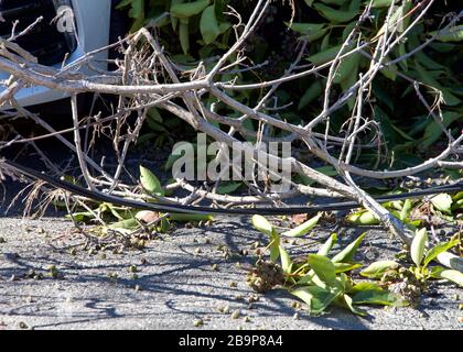 A downed power line from a fallen tree is shown Thursday, Sept. 3, 2026 ...
