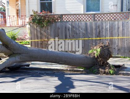 Large tree uprooted from sidewalk from high wind velocity. Laying across lanes of traffic, blocking the roadway. narrowly missing parked car on curb. Stock Photo