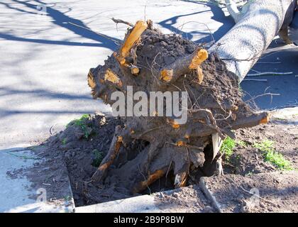 Large tree uprooted from sidewalk from high wind velocity. Laying across lanes of traffic, blocking the roadway. narrowly missing parked car on curb. Stock Photo