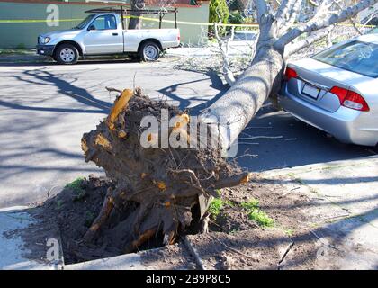Large tree uprooted from sidewalk from high wind velocity. Laying across lanes of traffic, blocking the roadway. narrowly missing parked car on curb. Stock Photo