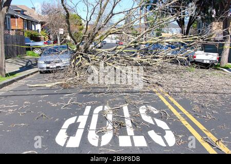 Road Closed sign with tree and power lines down after a big storm Stock ...