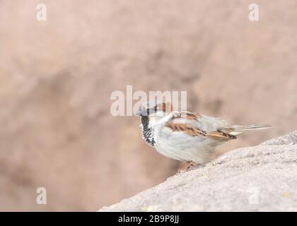 male house sparrow, a bird of the sparrow family Passeridae, found in most parts of the world, perched on rocks in the Arizona desert. Stock Photo