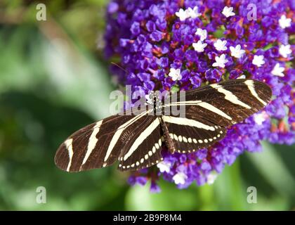 Zebra Long wing butterfly resting on purple and white flowers, top view Stock Photo