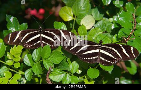 Two Zebra Long wing butterfly resting side by side on green leaves, top view Stock Photo