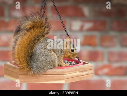 One brown squirrel on bird feeder chowing down eating. Profile view with red brick wall in background. Backyard nature Stock Photo
