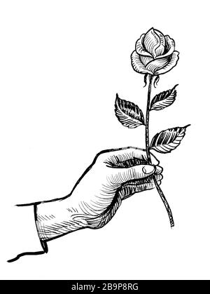 Hand holding rose flower. Ink black and white drawing Stock Photo - Alamy