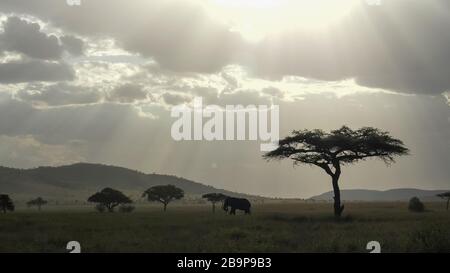 elephant and back lit acacia trees at serengeti national park