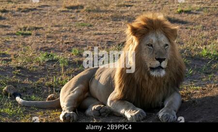 a majestic male lion, back lit by morning sun, looks to the right at serengeti