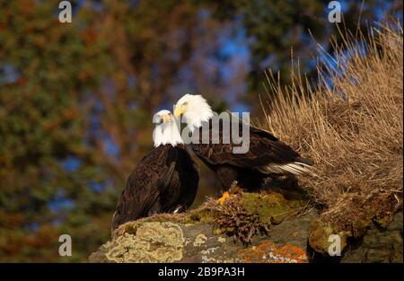 Two Adult Bald Eagles Perched on Rock Stock Photo