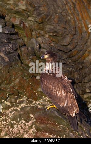 Bald Eagle Juvenile Portrait Stock Photo