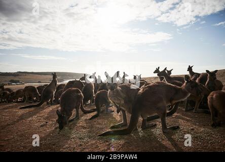 A mob of kangaroos that survived the 2020 bushfires on Kangaroo Island, South Australia. Stock Photo