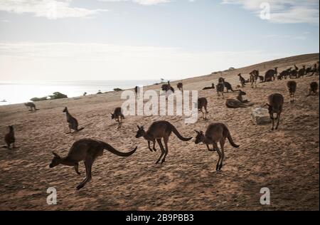 hopping kangaroo whom kangaroos survived