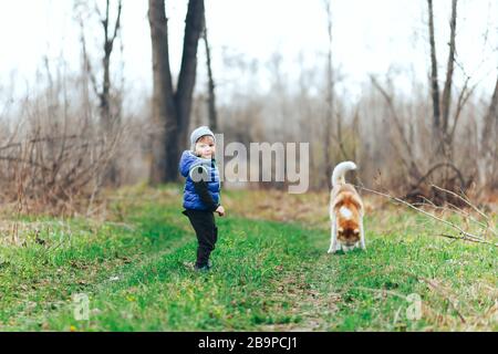 small boy play with red Siberian Husky in grass field. Kid with dog in the spring forest Stock Photo