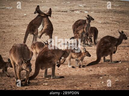 A mob of kangaroos and two fighting all of  whom survived the 2020 bushfires in on Stokes Bay on Kangaroo Island, South Australia. Stock Photo