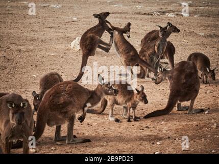 A mob of kangaroos and two fighting all of  whom survived the 2020 bushfires in on Stokes Bay on Kangaroo Island, South Australia. Stock Photo