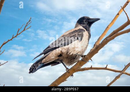 Hooded crow (Corvus cornix) perched on a branch, Stock Photo