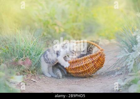 Two adorable kittens playing together. Cute little kittens Stock Photo