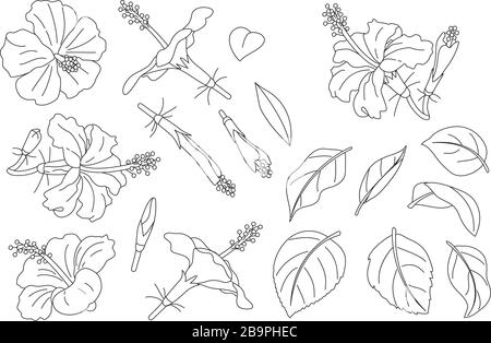 vector handdrawn plant clipart Hibiscus flowers set Stock Vector